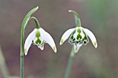 GALANTHUS NIVALIS FRANZ JOSEF