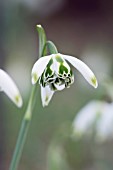 GALANTHUS NIVALIS FRANZ JOSEF