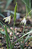 GALANTHUS NIVALIS SPIDER AK 6