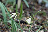 GALANTHUS NIVALIS SPIDER AK 6