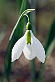 GALANTHUS EMMA MACKENZIE