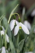 GALANTHUS ELWESII CHANTRY GREEN TWINS