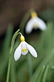 GALANTHUS VALENTINEI BELVEDERE GOLD