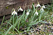 GALANTHUS VALENTINEI BELVEDERE GOLD