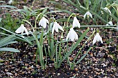 GALANTHUS NIVALIS POCULIFORMIS GROUP HENRYS WHITE LADY