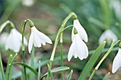 GALANTHUS NIVALIS POCULIFORMIS GROUP HENRYS WHITE LADY