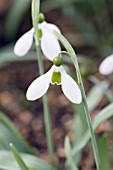 GALANTHUS MISS WILLMOTT