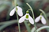 GALANTHUS MISS WILLMOTT