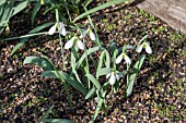 GALANTHUS MISS WILLMOTT