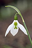 GALANTHUS ADVOLLY RICHMOND