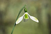 GALANTHUS PLICATUS JOE SHARMAN