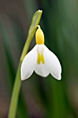 GALANTHUS PLICATUS OSCAR