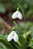 GALANTHUS PLICATUS WINTER GREEN