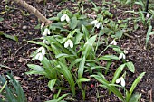 GALANTHUS PLICATUS WINTER GREEN