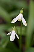 GALANTHUS WORONOWII CIDER WITH ROSIE