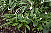 GALANTHUS WORONOWII CIDER WITH ROSIE