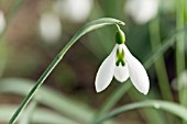 GALANTHUS FIELDGATE SUPERB