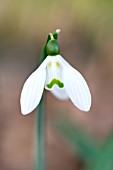 GALANTHUS VALENTINEI CASTLE EYE SHADOW