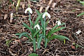 GALANTHUS VALENTINEI CASTLE EYE SHADOW