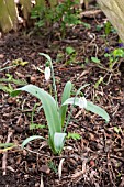 GALANTHUS ELWESII FELLEY PRIORY