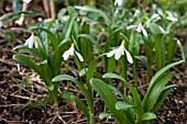 GALANTHUS WORONOWII ELIZABETH HARRISON