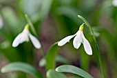 GALANTHUS WORONOWII ELIZABETH HARRISON