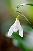 GALANTHUS WORONOWII ELIZABETH HARRISON