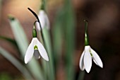 GALANTHUS ELWESII SIBBERTOFT MAGNET