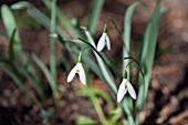 GALANTHUS ELWESII SIBBERTOFT MAGNET