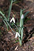 GALANTHUS ELWESII SIBBERTOFT MAGNET