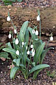 GALANTHUS PLICATUS POCULIFORM GROUP E. A. BOWLES