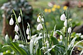 GALANTHUS PLICATUS POCULIFORM GROUP E. A. BOWLES