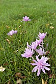 COLCHICUM WATERLILY, AUTUMN CROCUS