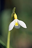 GALANTHUS PLICATUS OSCAR