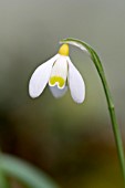 GALANTHUS PLICATUS KING ARTHUR