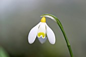 GALANTHUS PLICATUS KING ARTHUR