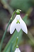 GALANTHUS PEG SHARPLES