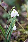 GALANTHUS PEG SHARPLES