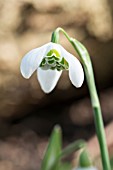 GALANTHUS BARBARAS DOUBLE