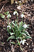 GALANTHUS BARBARAS DOUBLE