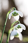 GALANTHUS BARBARAS DOUBLE