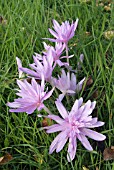 COLCHICUM WATERLILY AUTUMN CROCUS