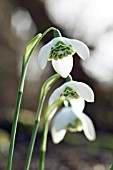 GALANTHUS BARBARAS DOUBLE