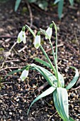 GALANTHUS NIVALIS ANGELINA