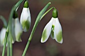 GALANTHUS NIVALIS ANGELINA