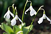 GALANTHUS KRASNOVII