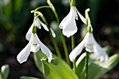 GALANTHUS KRASNOVII