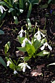 GALANTHUS KRASNOVII