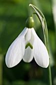 GALANTHUS MIGHTY ATOM