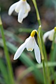 GALANTHUS NIVALIS SANDERSII GROUP WOODPECKERS